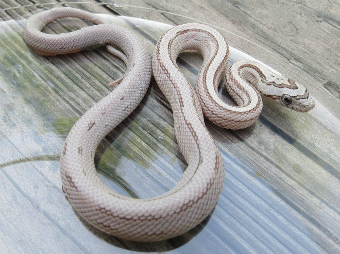 Striped Ghost Corn Snake